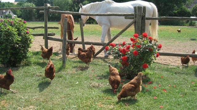 Le Ferme au Colombier