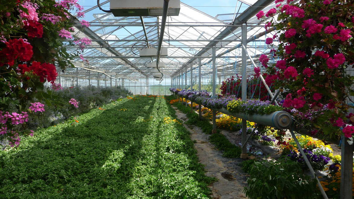 Exploitation dédiée à la culture des fleurs comestibles